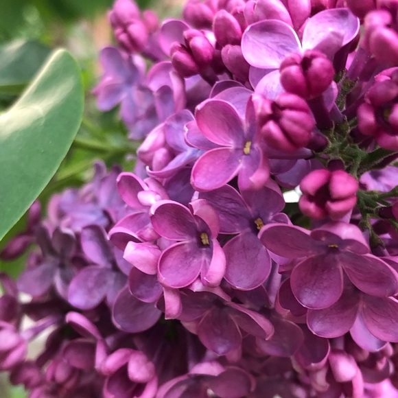 Meet your Posher, Ella - Picture 1 of 1